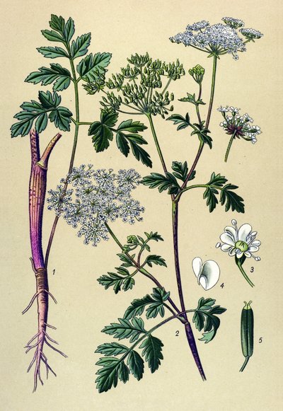 Botanische plaat, giftige plant: knikkende kervel (Chaerophyllum temulum) door Unbekannter Künstler