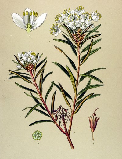 Botanische plaat, giftige plant: moeras Ledon (Ledum palustre) door Unbekannter Künstler