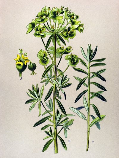 Botanische plaat, giftige plant: Euphorbia peplus door Unbekannter Künstler
