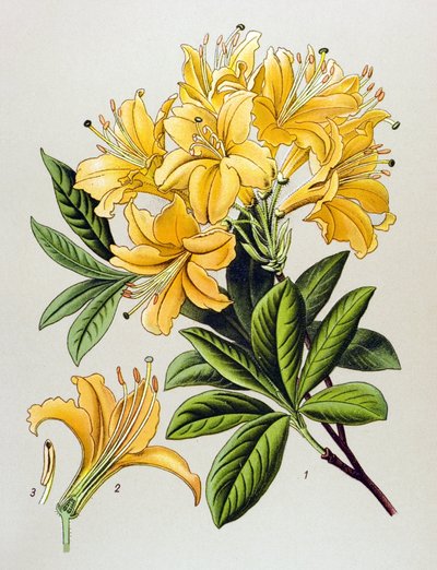 Botanische plaat, giftige plant: gele azalea (Rhododendron luteum) door Unbekannter Künstler