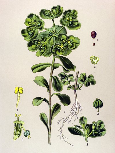 Botanische plaat, giftige plant: Euphorbia helioscopia door Unbekannter Künstler