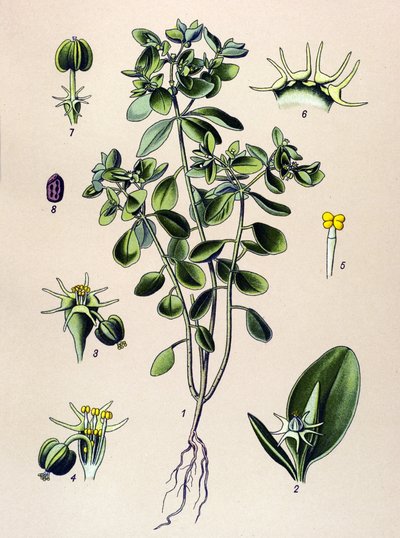 Botanisch bord, giftige plant: Wolfsmelk (Euphorbia esula) door Unbekannter Künstler