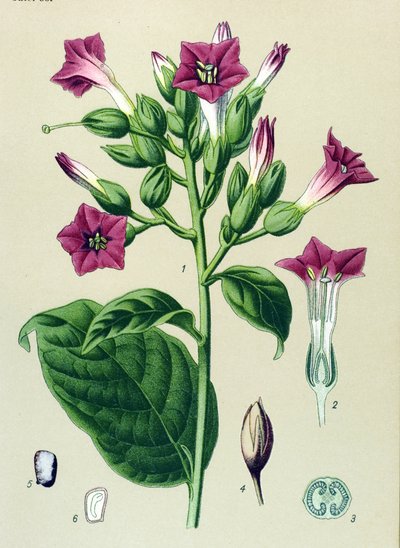 Botanische plaat, giftige plant: sierlijke tabak (Nicotiana tabacum) door Unbekannter Künstler