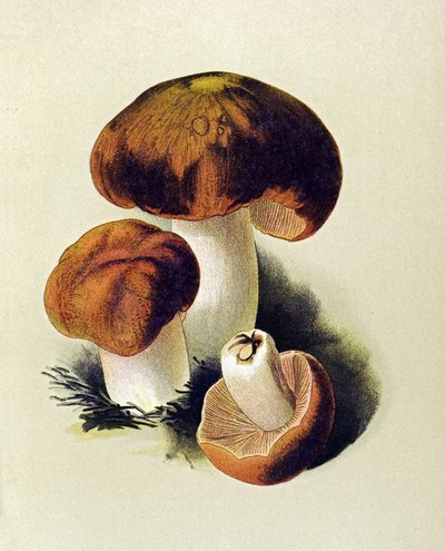 Botanische plaat met giftige schimmel: stinkende russula (Russula foetens) door Unbekannter Künstler