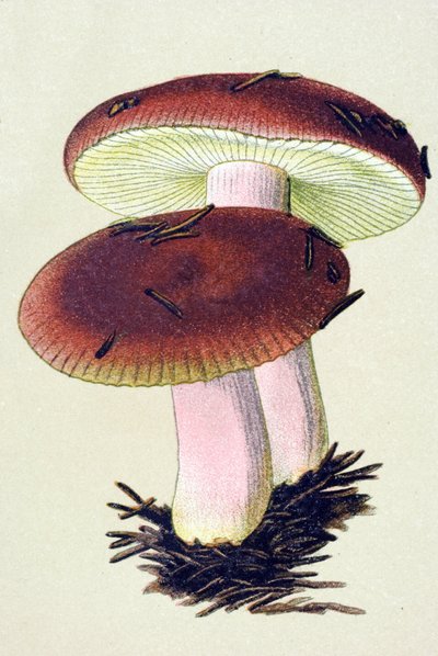 Botanisch bord met giftige schimmel: braakrussula (Russula emetica). door Unbekannter Künstler