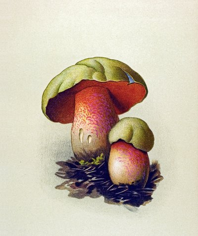 Botanische plaat met giftige schimmel: wolf boleet (Boletus lupinus) door Unbekannter Künstler