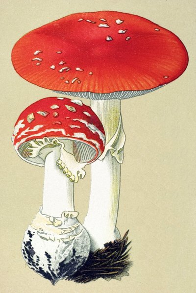 Botanische plaat met giftige paddenstoel: vliegenzwam (Amanita muscaria) door Unbekannter Künstler