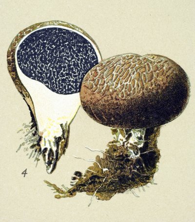 Botanisch bord met giftige schimmel: gewone aardappelbovist (Scleroderma vulgare). door Unbekannter Künstler