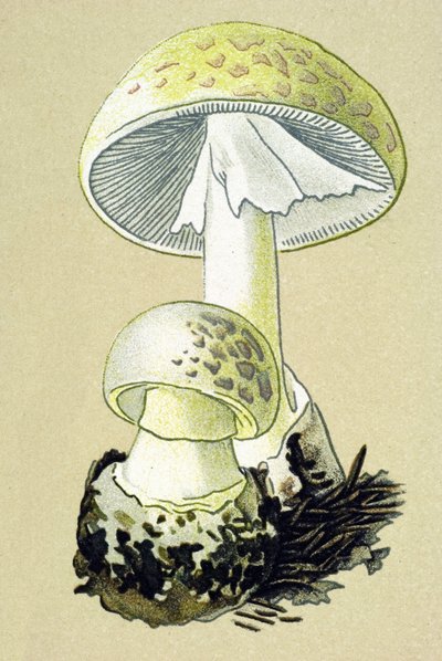 Botanische plaat met giftige schimmel: phalloid amaniet (Amanita phalloides) door Unbekannter Künstler