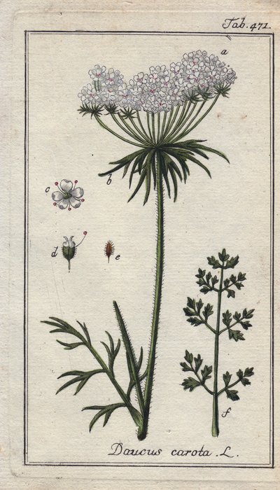Botanisch: wortelbloem - Wortelbloemen en bladeren, Daucus carota. Handgekleurde kopergravure naar een tekening van B. Thanner uit Johannes Zorn