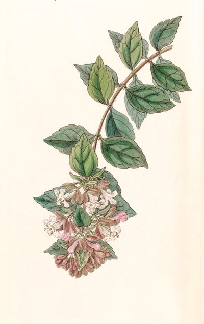 Botanische illustratie/Abelia chinensis/Abelia rupestris/Abelia van China/Abelia Rots door Unbekannt