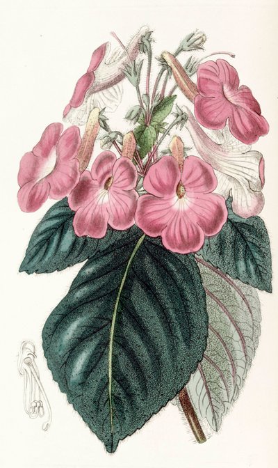 Botanische illustratie/Achimenes grandiflora/Achimene heeft grote bloemen door Unbekannt