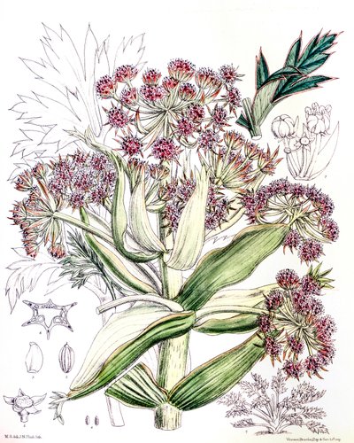 Botanische illustratie/Aciphylla latifolia/Anisotome latifolia/Brede Aciphyll door Unbekannt