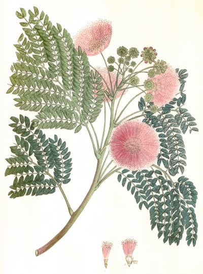 Botanische illustratie/Albizia julibrissin/Zijdeboom door Unbekannter Künstler