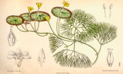Botanische illustratie/Cabomba aquatica door Unbekannt