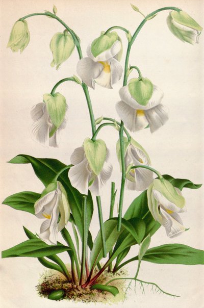 Botanische illustratie/Utricularia alpina/Alpenbladderwort door Unbekannt