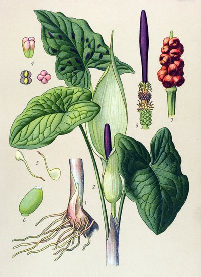 Botanische plank. Giftige en geneeskrachtige plant: gevlekte aronskelk (Arum maculatum) door Unbekannter Künstler
