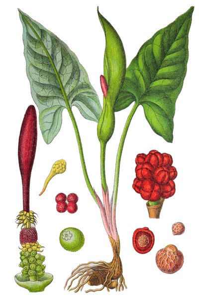 Botanische plaat: gevlekte aronskelk (Wilde aronskelk of Arum maculatum), een geneeskrachtige plant, historische chromolithografie door Unbekannter Künstler