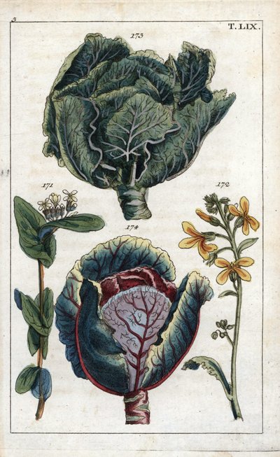 Botanie: kool, Brassica oleracea capitata, bloem 172 en bladkop 173, rode kool, Brassica oleracea rubra door Unbekannter Künstler