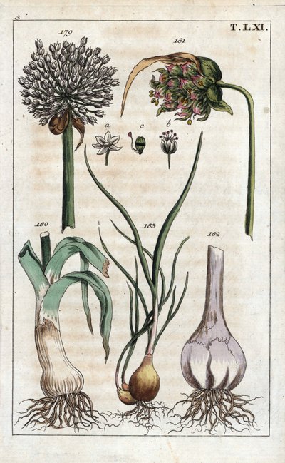 Botanie: prei, knoflook, sjalot - Prei, Allium pollum 179, knoflookbloem, Allium sativum 181, knoflookbol 182, en sjalot, Allium cepa var. aggregatum, ascalonicum door Unbekannter Künstler