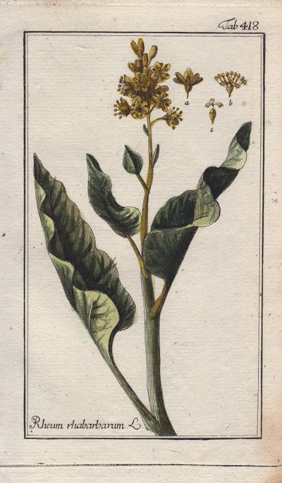 Botanie: rabarberbladeren - Rabarberbladeren, Rheum rhabarbarum. Handgekleurde kopergravure naar een tekening van B. Thanner uit Johannes Zorn