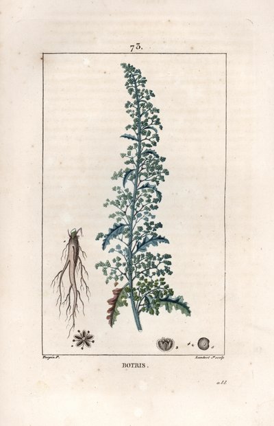 Botris (Chenopodium botrys) - Gravure door Lambert fils, naar een tekening van Pierre Jean Francois Turpin, uit La flore medicale, door Chaumeton, Poiret et Chamberet, Parijs 1830 - Jeruzalem eikenblad, Dysphania botrys door Unbekannter Künstler