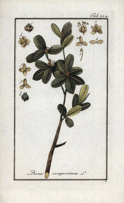 Buxus of altijd groene buxus (Buxus sempervirens). Lithografie uit 