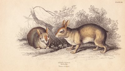 Braziliaans konijn. Uit specimens in het Berlijn Museum. Handgekleurde staalgravure door Lizars naar een illustratie van Charles Hamilton Smith uit William Jardine