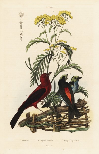 Braziliaanse tangare, Ramphocelus bresilius, en paradijstangare, Tangara chilensis door Unbekannt