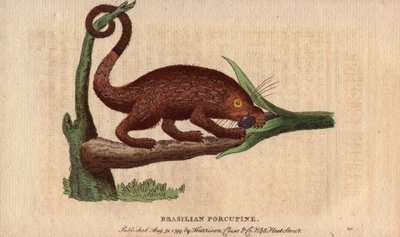Braziliaanse epische varken (Coendou prehensilis) door Unbekannter Künstler