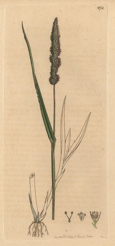 Borstelig vossestaartgras, Setaria verticillata (Ruw paniekgras, Panicum verticillatum) (groene setaire) Handgekleurde koperplaat gravure naar een tekening van James Sowerby voor James Smith