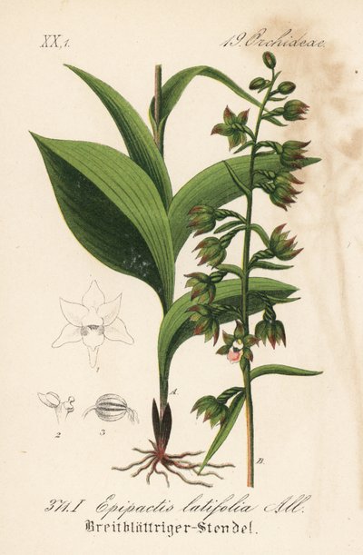 Breedbladige epitactis - Breedbladige helleborine, Epipactis helleborine (Epipactis latifolia). Handgekleurde lithografie uit Diederich von Schlechtendal
