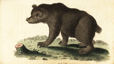 Bruine beer, Ursus arctos, 1800 (gravure) door Unbekannter Künstler