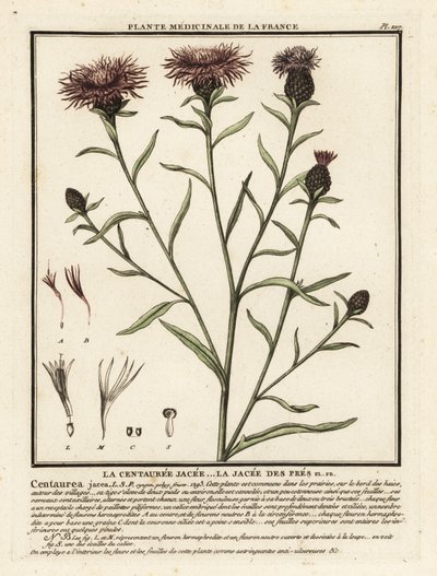 Bruine knoopkruid, Centaurea jacea door Unbekannter Künstler