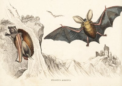 Bruine langoorvleermuis of gewone langoorvleermuis. Handgekleurde staalgravure uit Georg Friedrich Treitschke