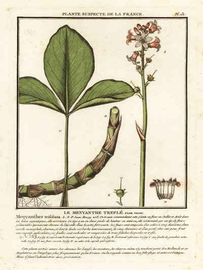 Waterdrieblad, Menyanthes trifoliata door Unbekannter Künstler