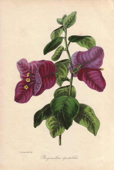 Buginvillaea spectabilis (La bougainvillee of bougainvillee). Handgekleurde lithografie getekend door Samuel Holden voor Sir Joseph Paxton in "Magazine of Botany," Londen, W.S. Orr door Unbekannter Künstler