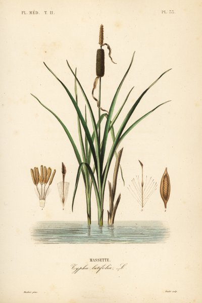 Lisdodde, Typha latifolia, Massette door Unbekannt