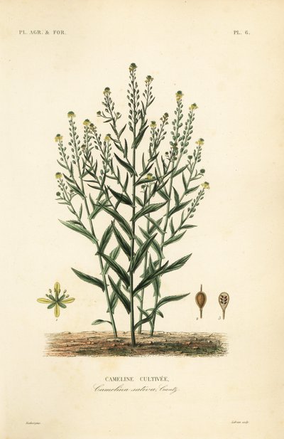 Camelina of valse vlas, Camelina sativa, Cameline cultivee door Unbekannt
