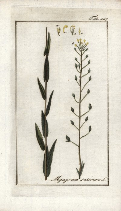 Camelina of valse vlas of sesam uit Duitsland (Camelina sativa). Lithografie uit “Afbeelding der Artseny-Gewassen” door Johannes Zorn (1739-1799), Nederland door Unbekannter Künstler