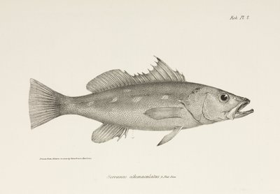 Camotillo, Stille Oceaan, ca. 1832-1836 door Unbekannter Künstler
