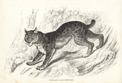Canadese lynx, Lynx canadensis (Felis canadensis). Handgekleurde lithografie uit Georg Friedrich Treitschke
