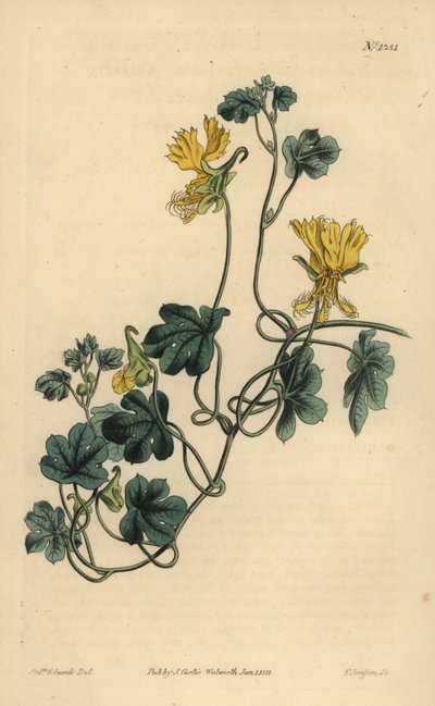 Canarische wingerd, Indische kers of ciliata tropaeolum, Tropaeolum peregrinum door Unbekannt