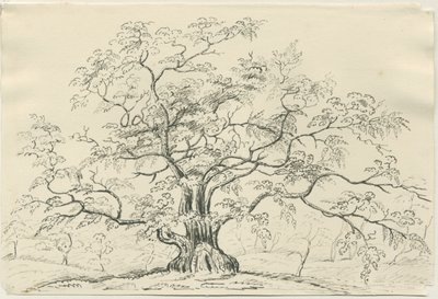 Cannock Chase: pen- en potloodtekening, nd [?19e eeuw] door Unbekannt