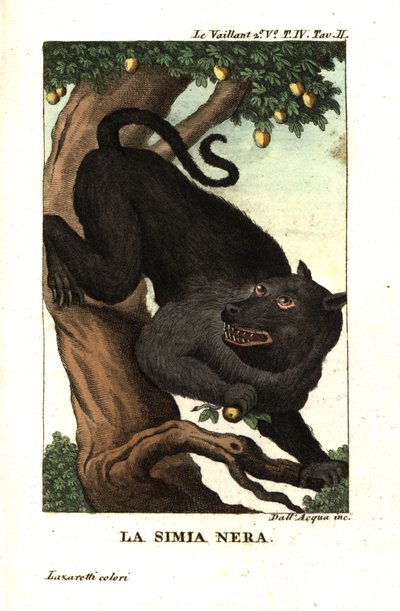 Kaapse baviaan of chacma baviaan, Papio ursinus. Uit Francois Le Vaillant (Levaillant door Unbekannter Künstler