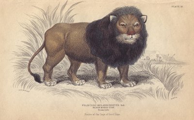 Kaapse leeuw. Lithografie van William Lizars, naar een tekening van Charles Hamilton Smith, voor 