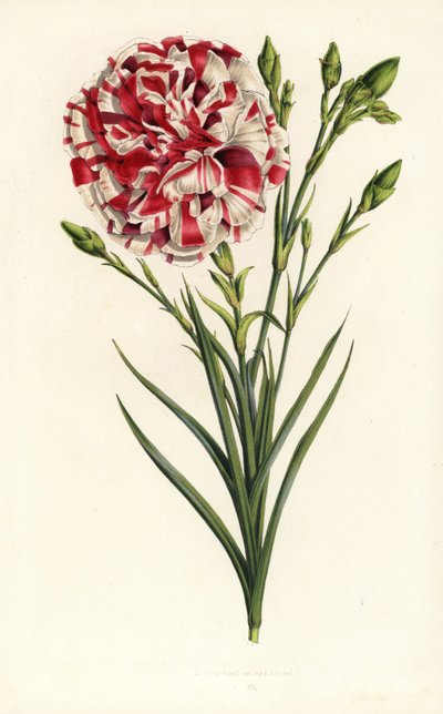 Anjer hybride, Louis Napoleon, Dianthus caryophyllus. Handgekleurde lithografie uit Louis van Houtte en Charles Lemaire