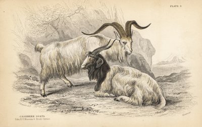 Kasjmiergeit, Capra hircus lanigera. Edinburgh Royal University Museum en Frederick Cuvier. Handgekleurde staalgravure door Lizars naar een illustratie van James Stewart uit William Jardine