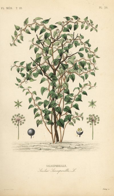 Katbraam of kattenbraam, Smilax glauca, Smilax sarsaparilla, Handgekleurde staalgravure door Debray naar een botanische illustratie door Edouard Maubert uit Pierre Oscar Reveil, A door Unbekannt