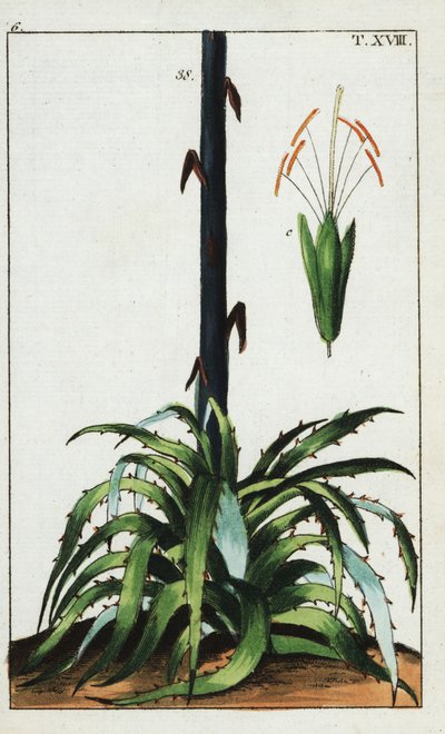 Eeuwplant, Agave americana door Unbekannter Künstler